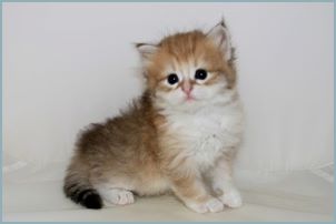 Female Siberian Kitten from Deedlebug Siberians